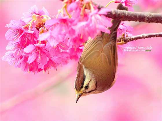 《油桐花ag869.com真人现场季2013》五月雪的约定 – 基隆桐花快乐游